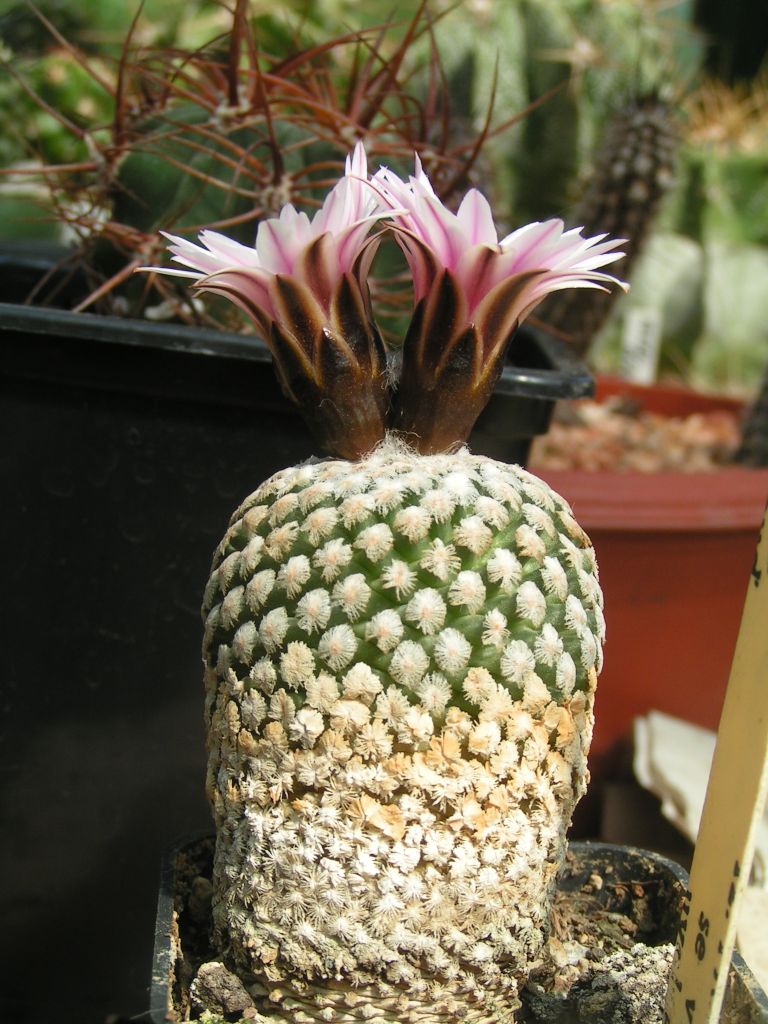 Turbinicarpus valdezianus v. albiflorus